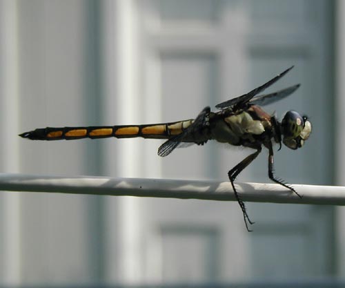 Dragonfly.