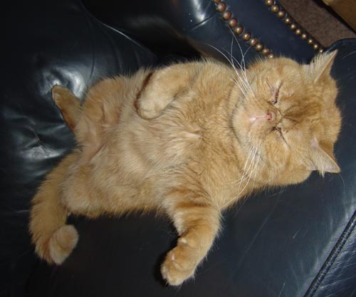 Flat faced cat.