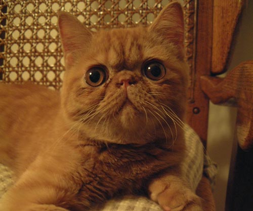 Flat faced cat (again).