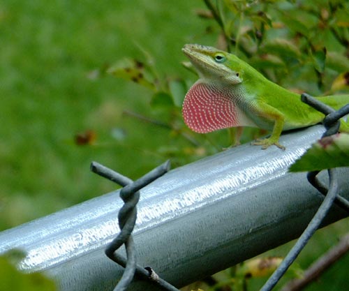 A green anole and his magnificent dewlap.