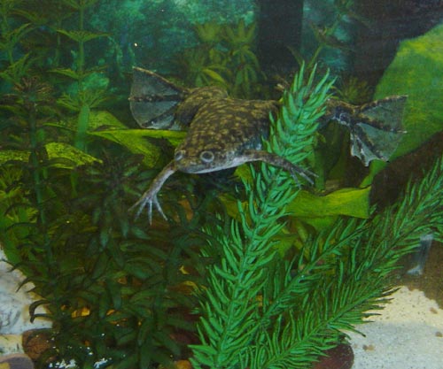 My pet frog.