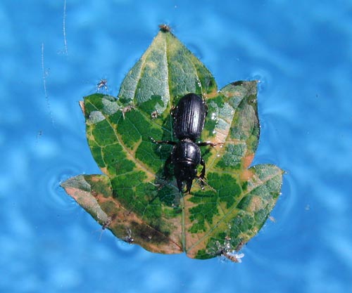 A bug stuck in the pool finds a life raft.