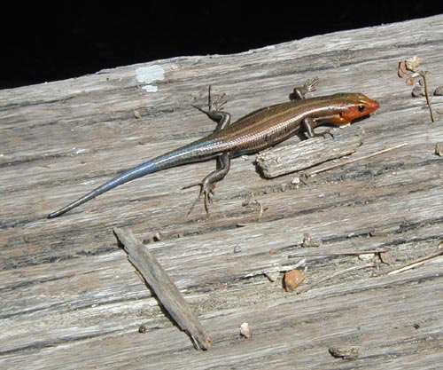 Salamander.