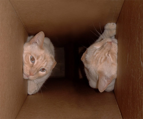 Two Wormboys in a box.