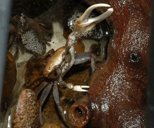 My pet fiddler crab.