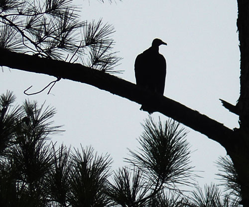 Stately buzzard.