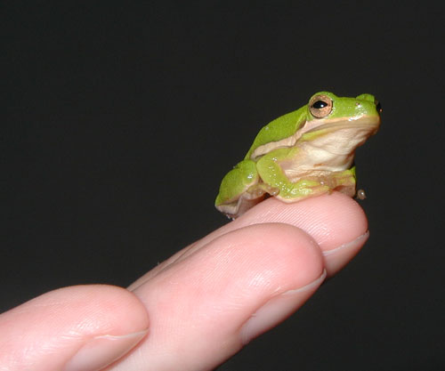 Me holding a tree frog.