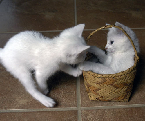 New Kittens (Prometheus and Epimetheus).
