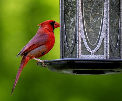 Cardinal.