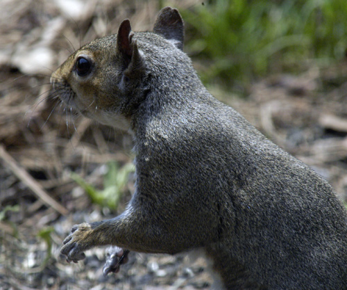 Squirrel.