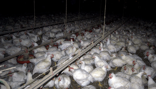 Chickens.