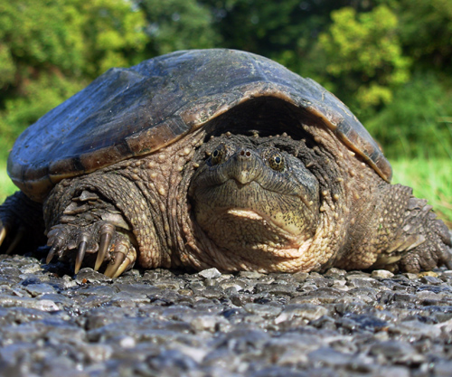 Turtle.